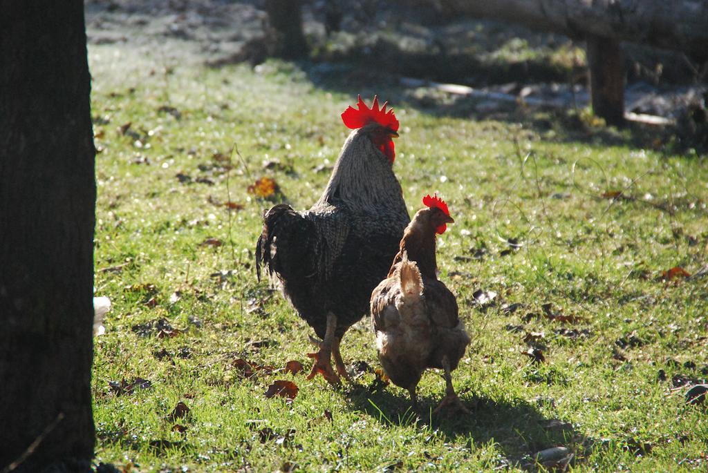 Farm Stay Rotovnik - Plesnik Словень-Градец Экстерьер фото