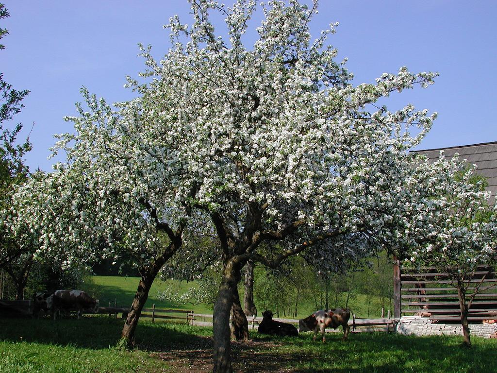 Farm Stay Rotovnik - Plesnik Словень-Градец Экстерьер фото